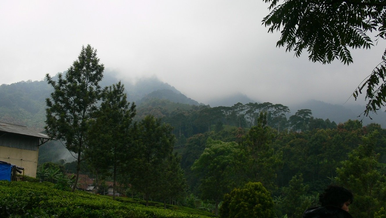 Target Reboisasi Kawasan Gunung Mas Satu Juta Hektare