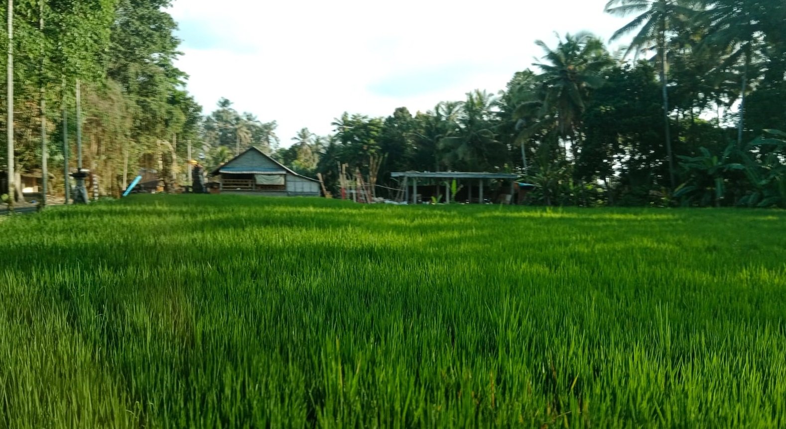 Ini 12 Provinsi yang Memiliki Lahan Sawah Dilindungi