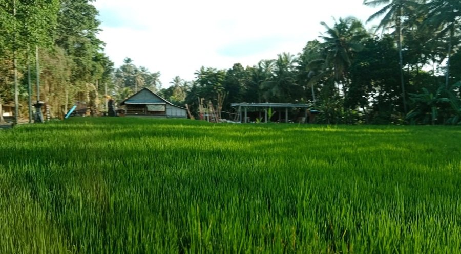 Kabar Terkini Larangan Alih Fungsi Sawah