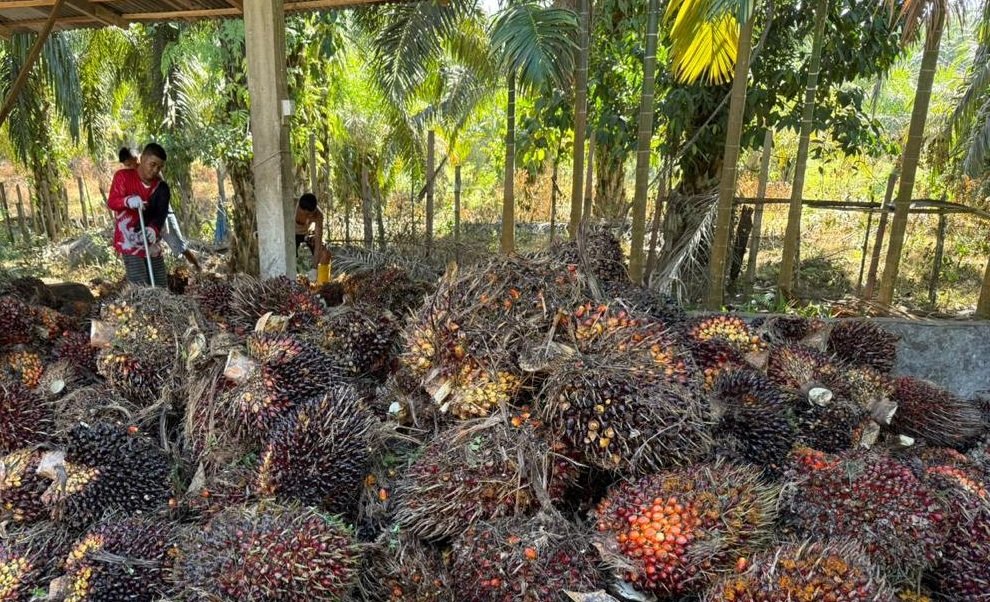 2026, Samasindo Optimistis Kian Moncer